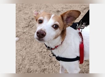 Bella (CO) sucht seine aktive Familie mit viel Humor