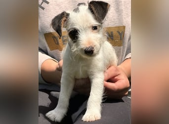 Wunderschöne Parson Jack-Russell Terrier aus liebev. Familienaufzucht su. dringend noch ein neues Zu