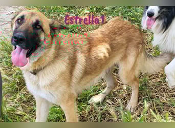 Estrella1 05/2021 (in Deutschland) - sportliche, hübsche Deutsche Schäferhund Mix Hündin!