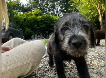 Labradoodle Welpen