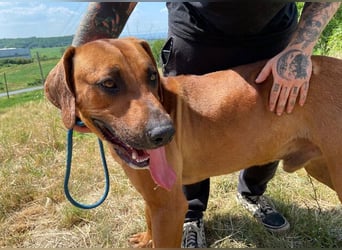 BEETHOVEN, ein Bild von einem Rhodesian Ridgeback!