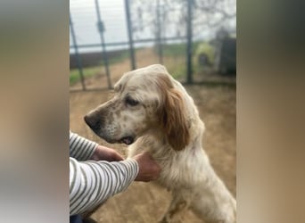 Freundlicher Trevor sucht sein Happy End