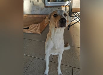 Willy: wem darf er sein Herz schenken?
