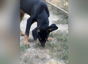 Dobermann - Mix, 5 Monate alt, rundum verträglich
