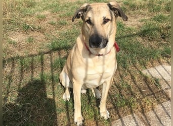 Balu, unsicherer Kangal-Mix