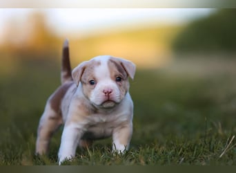 Unglaublich schöne American Bully Welpen!