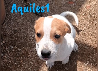 Aquiles1 01/2025 (ESP) - verspielter, aufgeschlossener Bodeguero-Mix Welpe!