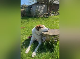 Sharky - Großer gemütlicher Bär sucht Familie zum Liebhaben (47839 Krefeld)