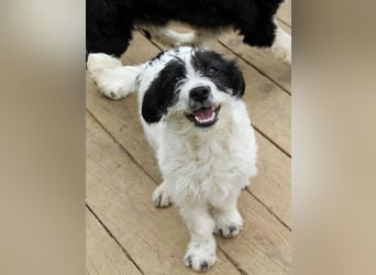 Herziger KELVIN sucht Kuschelpartner fürs Leben