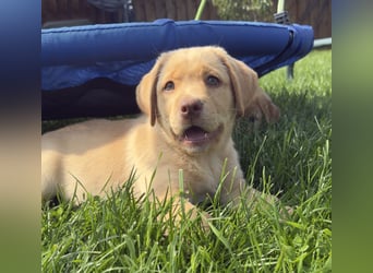 Labrador Welpen mit Ahnentafel