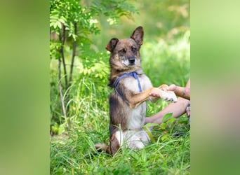 Kleiner Familienhund Patrick sucht ein Zuhause.