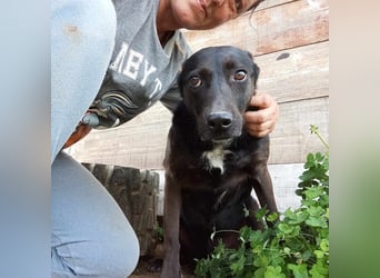Lomri, vorsichtige Hundedame, ca. 6 Jahre, ca. 17 kg