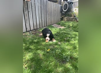 Berner Sennenhundwelpen-Welpe