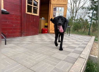 Ink - aktiver, lebhafter und verspielter Labrador-Mix Rüde / z.Zt. noch in Rumänien