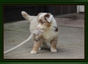 Australian Shepherd - Traumwelpen -KEINE Arbeitslinie-aus langjähriger Familienaufzucht.