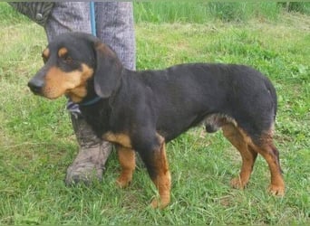 Goro, Dackel Mischling