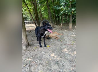 Verspielter ELVIS- sucht Zuhause für immer