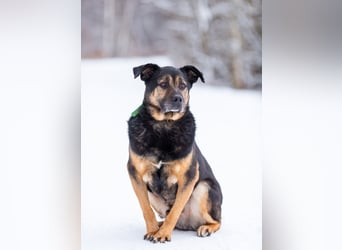 Kuschel Diesel sucht Familie