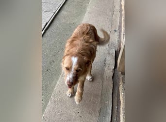 MATO verspielter, sehr lieber ca. 10 mon. Terriermix-Teenager, Familienhund