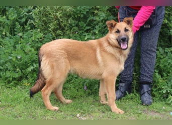Boss, Mix Collie / Schäferhund, lieb und verträglich