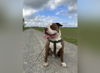 Amerikanische Bulldogge sucht ein zuhause