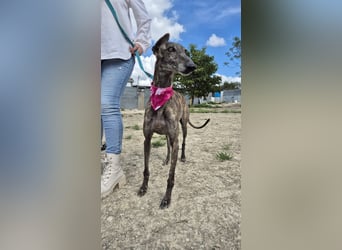 Guapina, möchte endlich ein Zuhause