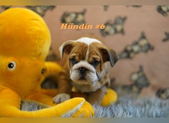Wunderschöne & Freiatmende Englische Bulldogge Babys