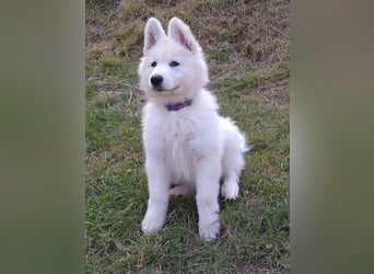 Weiße Schäferhundwelpen - Herzensbrecher für Familie, Sport und Show