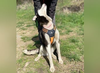Navaro,Husky Mischling