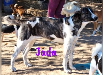 Jada geb. 01/2022 (ESP) - ausgeglichene und aufgeschlossene Schönheit!