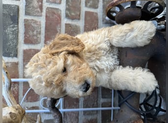 GoldenDoodle Welpen 