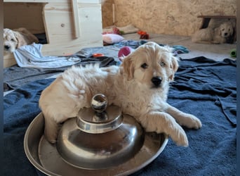 Wunderschöne Goldendoodle-Mix Welpen