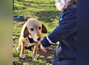 Asmus - eine typische Labradorseele