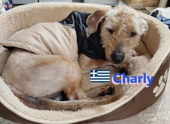 Charly,geb.09/22,freundlicher Terrier-Mix sucht seine Familie