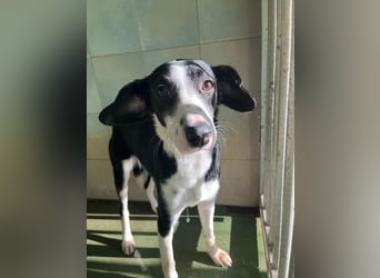 Fröhliche MINNIE lebensfroh, aufgeschlossen, verspielt freut sie sich, das Tierheim zu verlassen