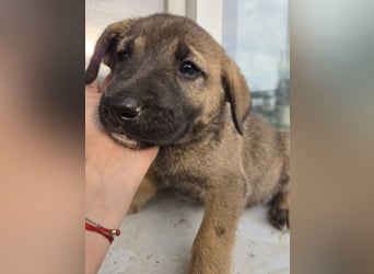 Rudi - sucht noch sein Körbchen