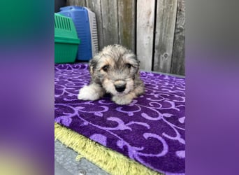 Chloe