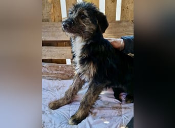 Marcy sucht dringend ihre Menschen