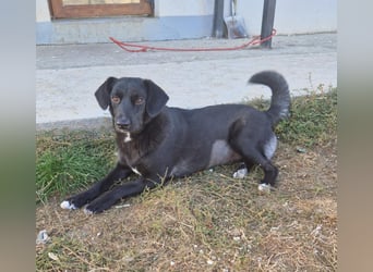 Phoebe sucht Für-immer-Zuhause