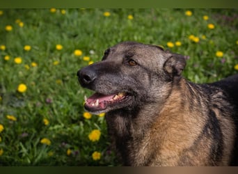 Flower-  Liebevolle Malinois-Mix-Hündin sucht ein geborgenes Zuhause