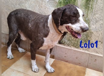 Lolo1 02/2019 (ESP) - freundliche, sozialer und sportlicher Spanischer Wasserhund!