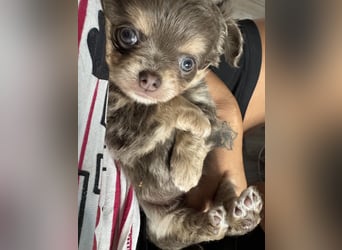 Wir haben aktuell Welpen. 2 Chihuahua Mädels