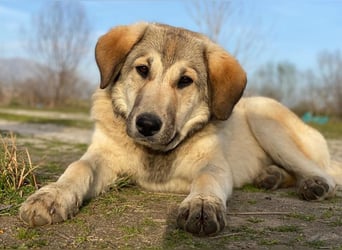 Hanno, geb. ca. 09/2024, lebt in GRIECHENLAND, im städt. Tierheim Serres