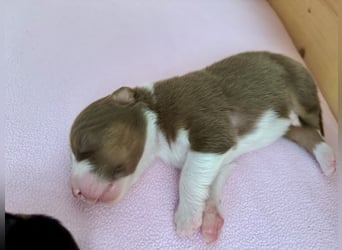 Red Tri Rüde, Australian Shepherd