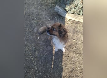 Benji, süßer Pekingnese-Mix sucht Traumzuhause