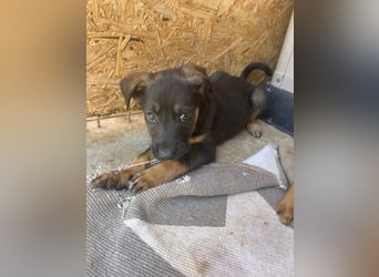  Zauberhafter Djoko sucht sein Für-immer-Zuhause oder eine Pflegestelle ab dem 06.09.2025 