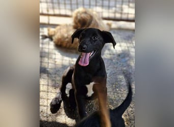 Alpha, verspielter Welpe sucht Zuhause