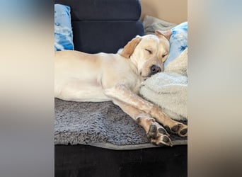Nacho in 09618 Brand- Erbisdorf sucht sein Zuhause