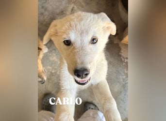 Carlo – ein kluger Dreikäsehoch auf der Suche nach seinem Platz im Leben (auf PS PLZ 87763)