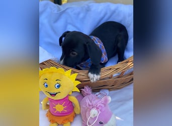Milo LM - Zuhause gesucht – Neun kleine Hundekinder auf großer Mission